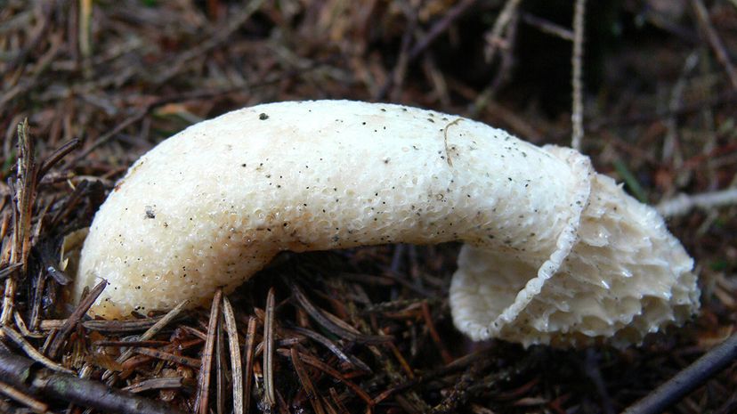 black mushroom that looks like a flower