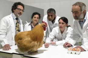 If there’s even a remote chance the drug being tested could turn you into a chicken, the pay for participating is probably pretty high.