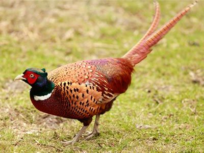 Pheasant in nature's wildlife.