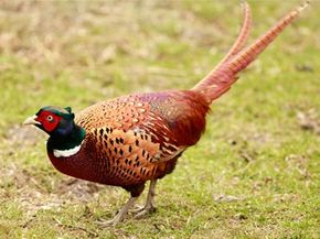 Pheasant in nature's wildlife.