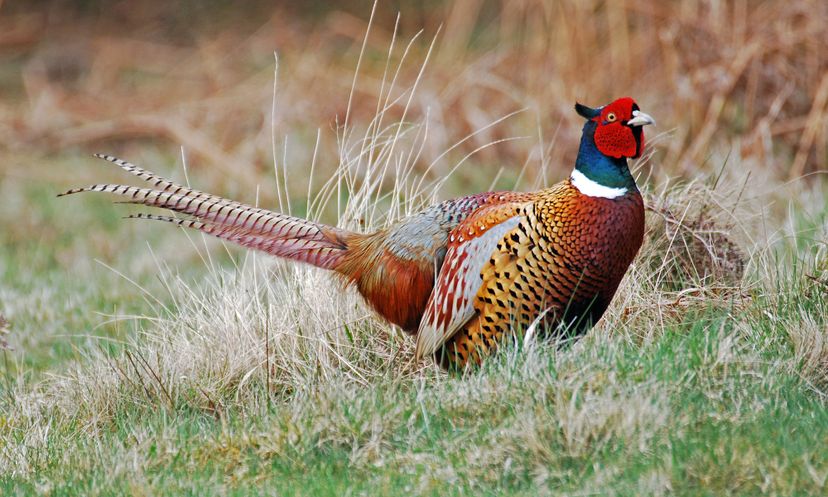 The Ultimate Pheasants Forever Quiz