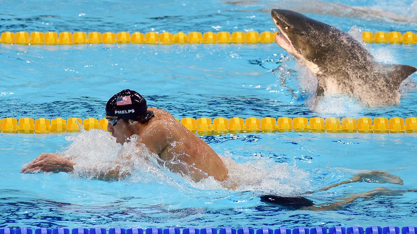 No, the race between Olympic swimmer Michael Phelps and a great white shark won't go down like this. Though it sure would be entertaining.  David Jenkins/MCT/Getty Images