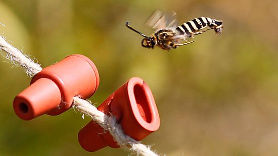 What Do Pheromones Do to People and Animals?