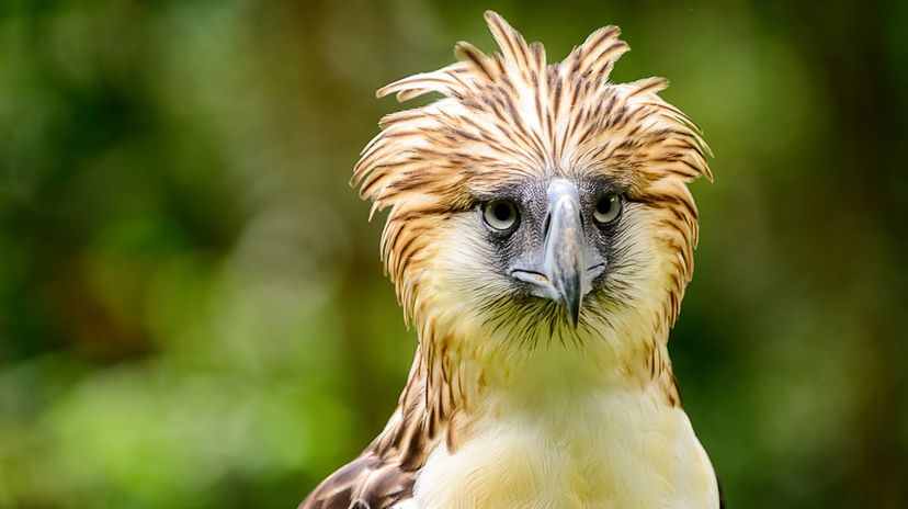 Monster Bird Is One Of The World's Largest Eagles