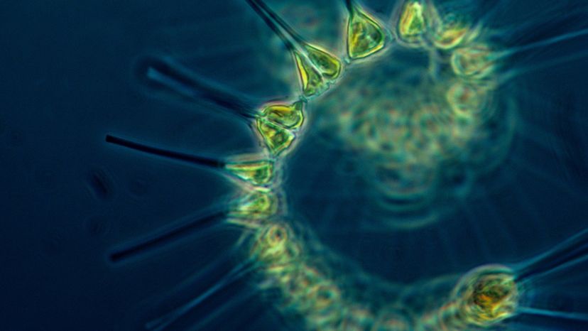 Phytoplankton	