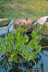Pickerel weed is a memberof the water-hyacinth family.