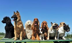 Choosing a hot sale family dog