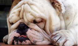 sleeping bulldog