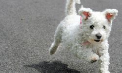 This little ball of fluff is a bichon frise, a good choice for allergy sufferers.