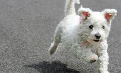 bichon frise