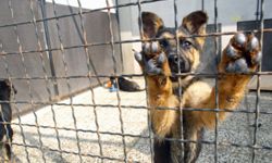 dog in shelter