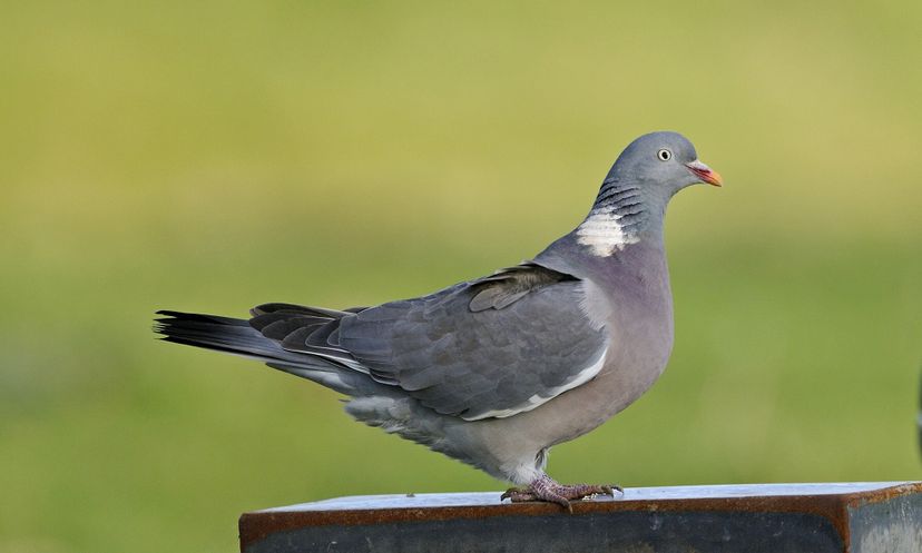 The Ultimate Pigeon Quiz
