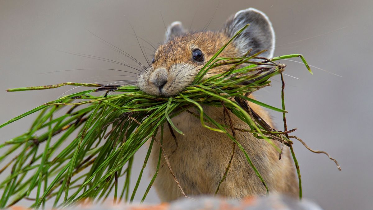 Pikas Are the Pikachus of the Wild | HowStuffWorks