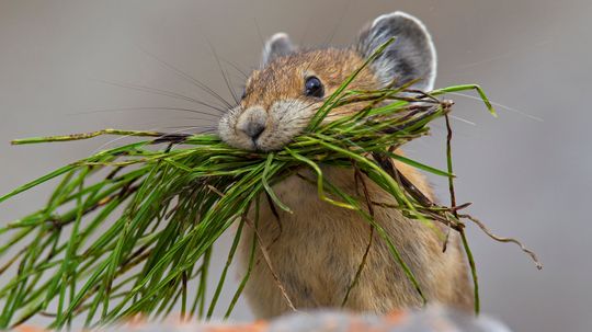 Pikas Are the Pikachus of the Wild