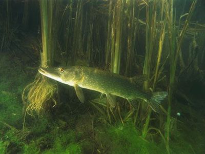 Fish swimming in underwater wildlife of nature.