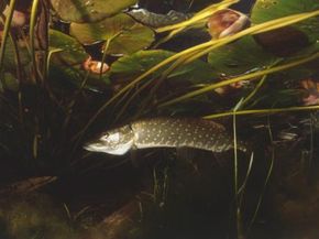 Dark underwater shot of a drifting pike fish close to the surface where the bottom of liilypads can be seen.