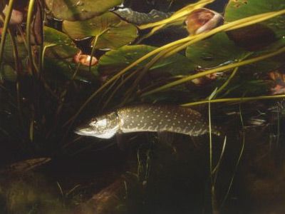 Fish swim in natural wildlife water.