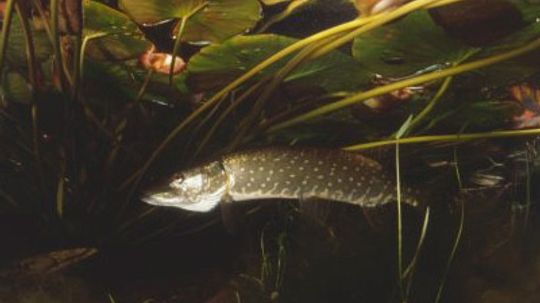 pike in water