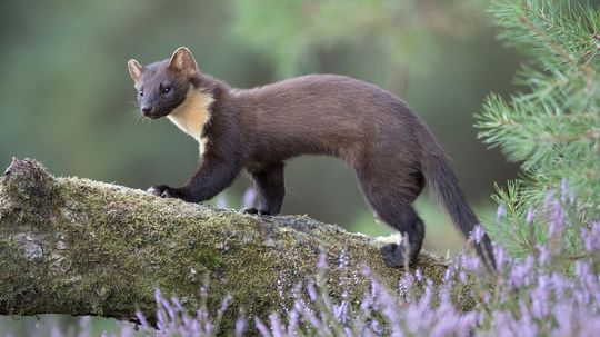 Chances Are You'll Never See a Pine Marten in the Wild