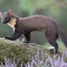 Chances Are You'll Never See a Pine Marten in the Wild