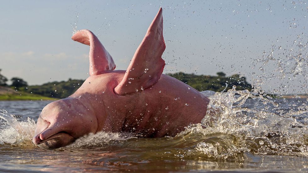 Amazon River Dolphins Are Born Grey and Turn Pink