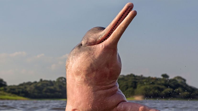 Pink River Dolphin