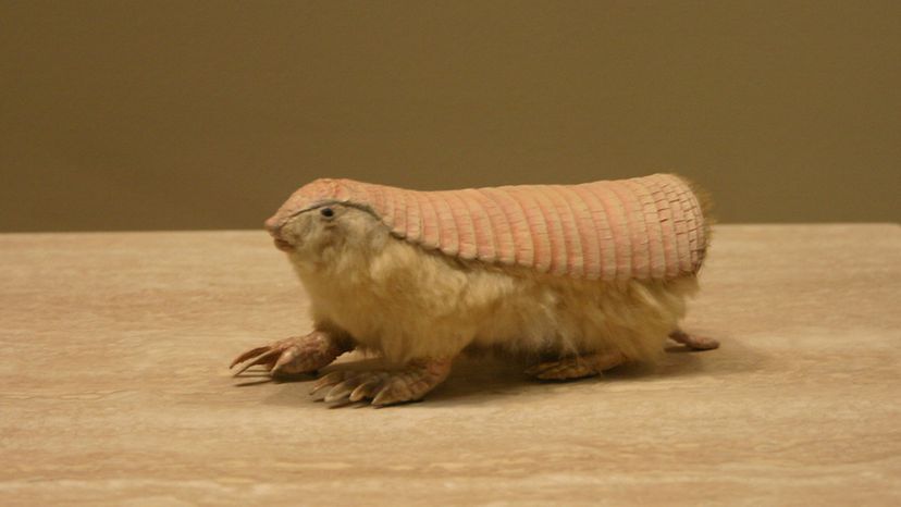 The Pink Fairy Armadillo Is as Mystifying as Its Name