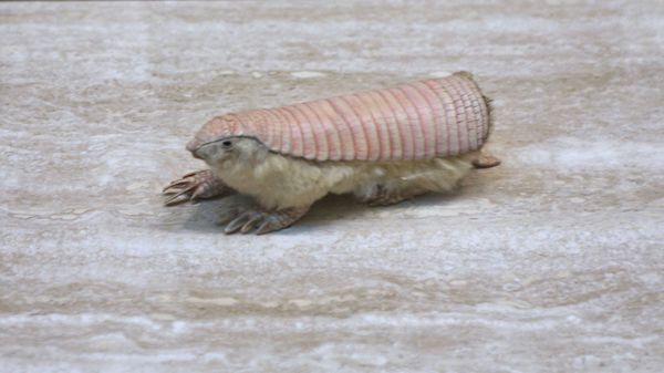 The Pink Fairy Armadillo Is as Mystifying as Its Name