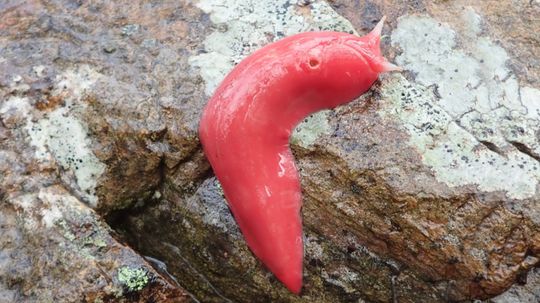 How These Hot-pink Slugs Outlasted the Australian Brush Fires