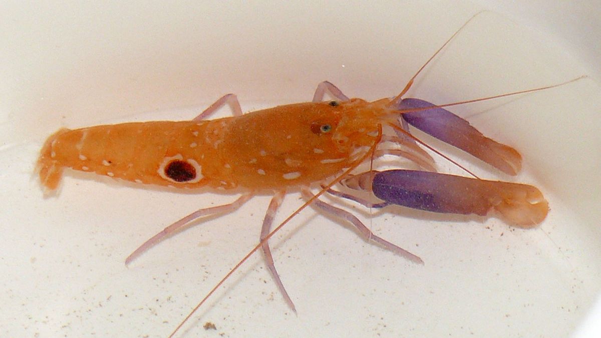 tiger pistol shrimp sound