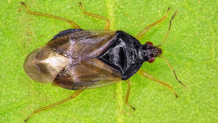 有益的昆虫”width=