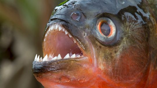 Piranhas: Toothy Nippers With a Bad Reputation