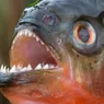 Piranha: Fish With a Vicious Reputation and Mixed Diet