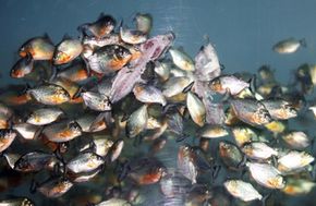 Fish swimming underwater in tranquil nature.