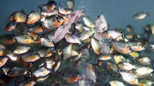 piranha fish attack video