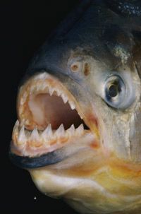 A piranha bears its fearsome teeth.