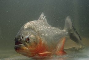 Most piranhas, like this red-bellied piranha, simply nip at other fish as the pass.