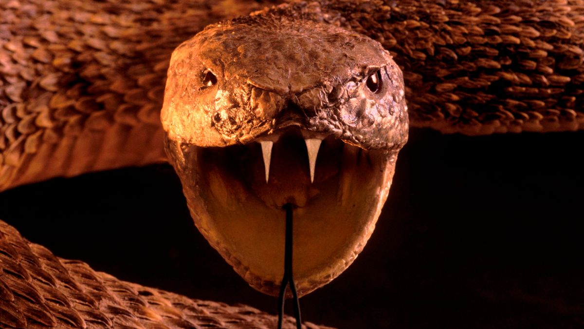 pit viper fangs