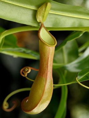 Nepenthes Truncate 