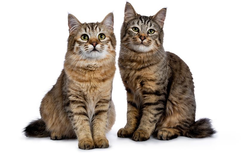 Stocky store cat breeds