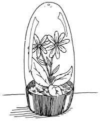 Make a terrarium out of an old pop bottle.