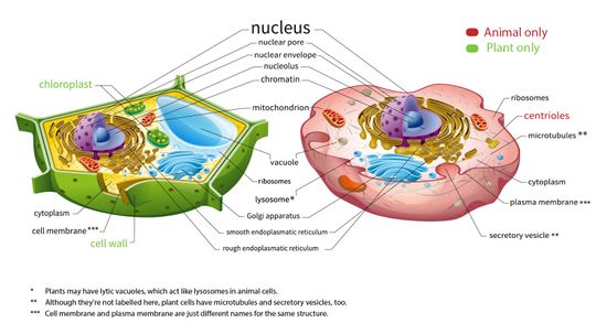 The Real Difference Between Plant and Animal Cells