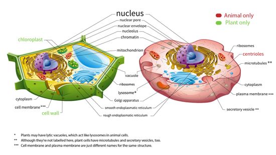 The Real Difference Between Plant and Animal Cells