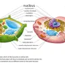 The Real Difference Between Plant and Animal Cells