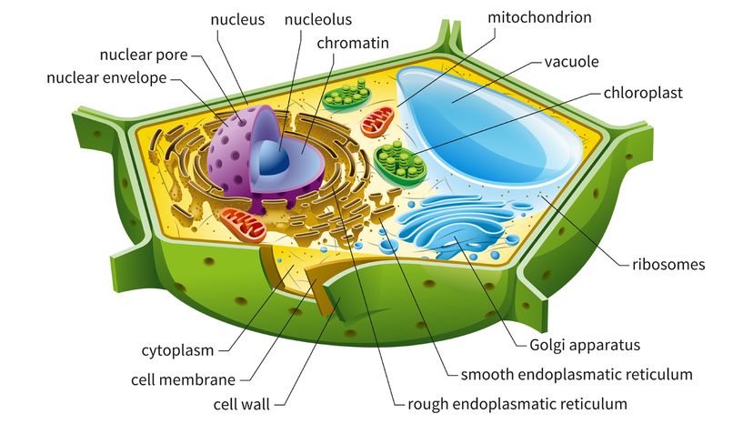 Plant cell	