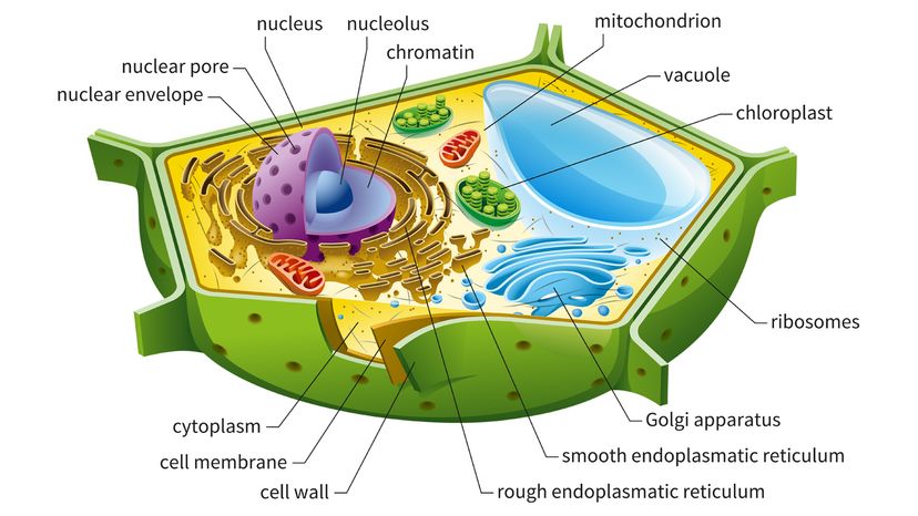 Do Animal Cells Have Cell Walls And Chloroplasts - Plant Bodies Cells