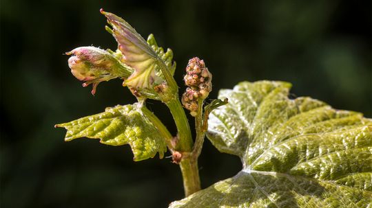 Do Plants Make Music?