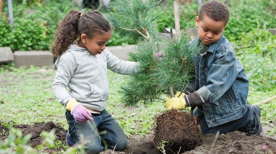 How to Plant a Pine Tree