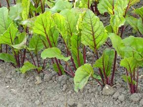 Whether growing from transplants or seeds, proper garden arrangement is crucial to a good yield.See more pictures of vegetable gardens.