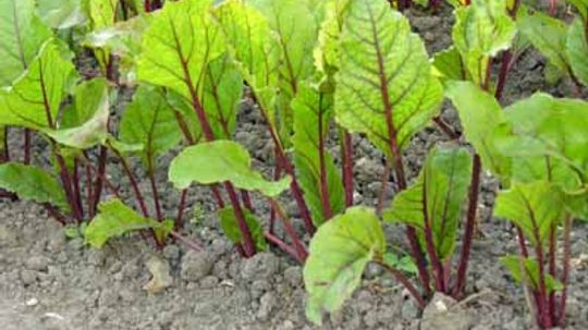 Planting a Vegetable Garden